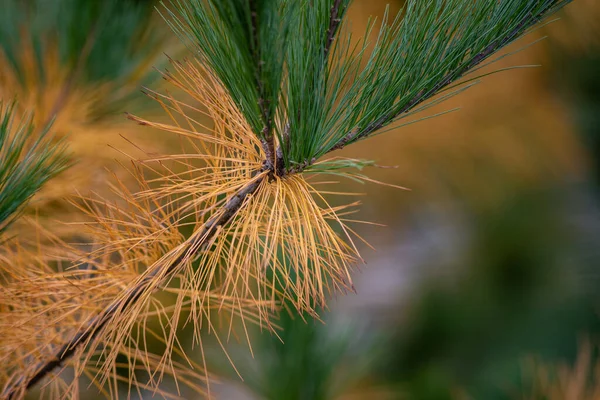 Closeup Shot Orange Green Pine Tree Branch — Stock Photo, Image