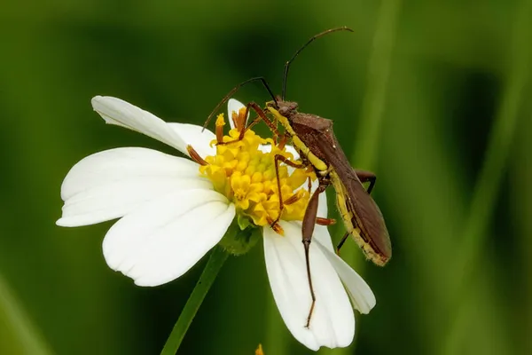 Selektiv Fokusbild Insekt Blommande Blomma — Stockfoto