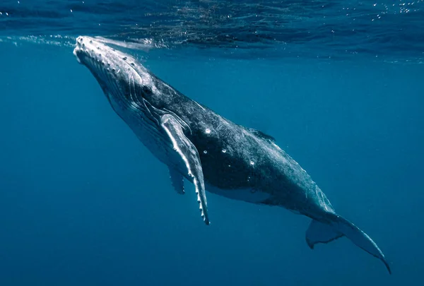 Primo Piano Una Megattera Sotto Mare — Foto Stock