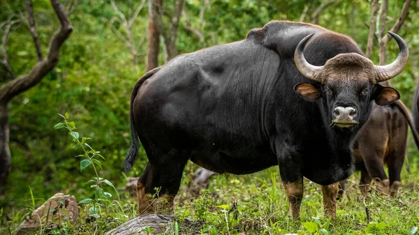 View Herd Indian Gaur Indian Bison Green Pasture — Stock Photo, Image