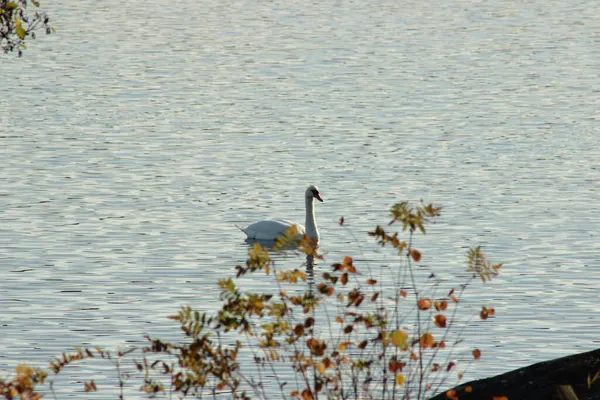 Ein Schöner Blick Auf Einen Anmutigen Schwan Der See Schwimmt — Stockfoto