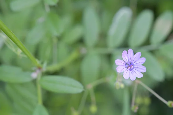 Közelkép Egy Lila Virágról — Stock Fotó