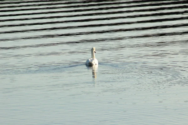 Una Hermosa Vista Elegante Cisne Flotando Lago — Foto de Stock