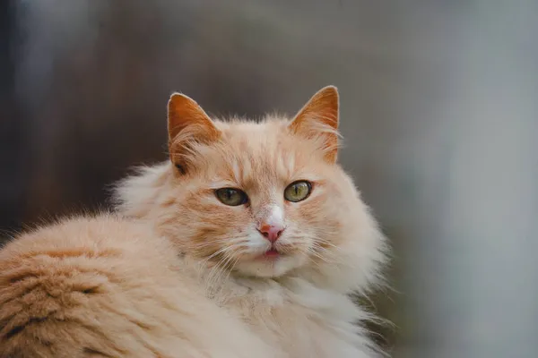 귀여운 고양이의 클로즈업 — 스톡 사진
