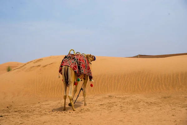 Kamel Öken Dubai Uniet — Stockfoto