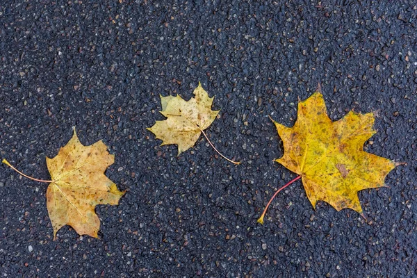 Ein Blick Von Oben Auf Gelbe Herbstblätter Fällt Auf Den — Stockfoto