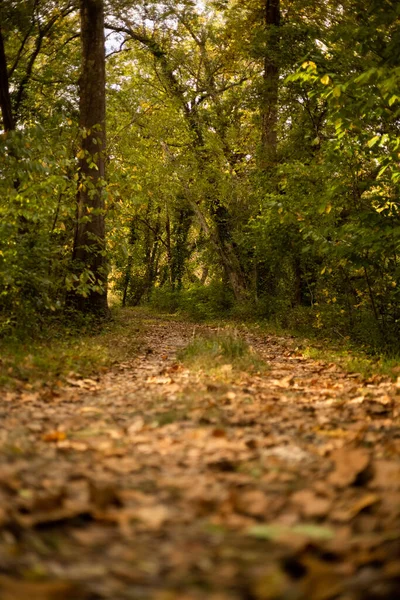 Eine Vertikale Aufnahme Eines Parks Herbst — Stockfoto