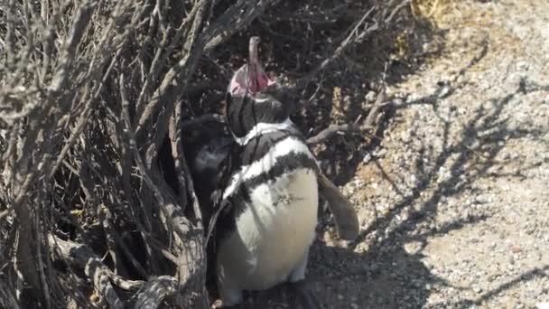 Flock Penguins Beach — Stock Video