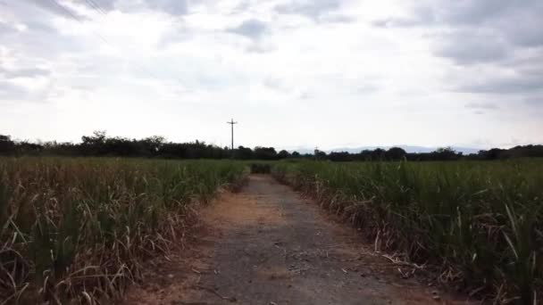 Hermoso Paisaje Con Campo Árboles Cielo Nublado — Vídeo de stock