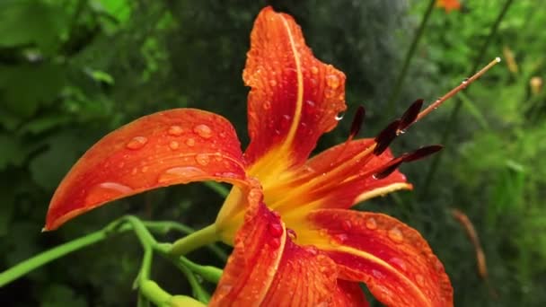 Красива Червона Квітка Лілії Саду — стокове відео