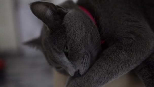 Kot Czarnymi Oczami — Wideo stockowe