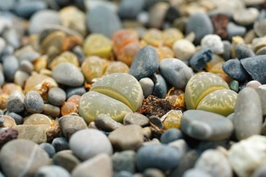 Closeup on an aggregation of some green colored South African living stones Lithops helmutti among pebbles clipart