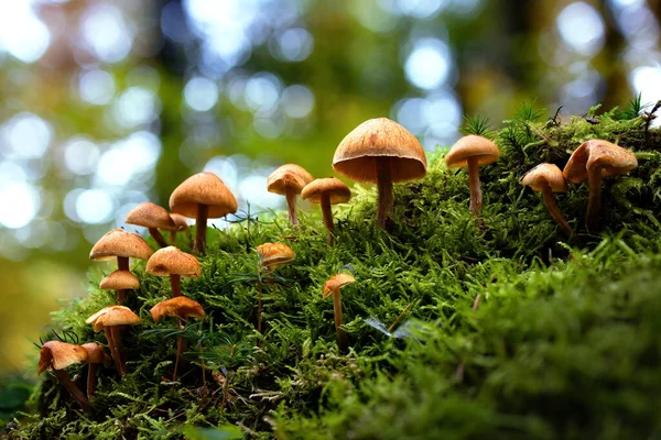 Focus Selettivo Sui Funghi Che Crescono Sul Muschio — Foto Stock