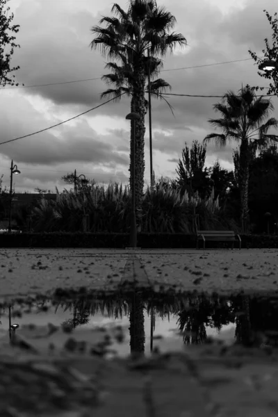 Reflectie Van Een Palmboom Het Park Eerste Herfstregens Zwart Wit — Stockfoto