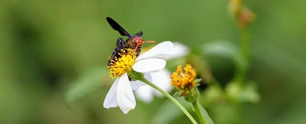 Mise Point Sélective Panoramique Insecte Sur Une Fleur Fleurs — Photo