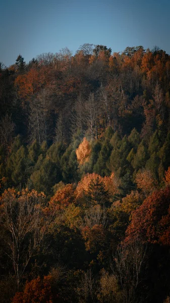 Tiro Vertical Uma Floresta Densa Com Árvores Diferentes Cores Outono — Fotografia de Stock