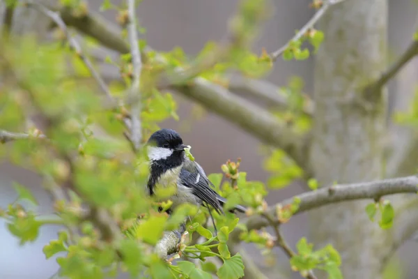 Eine Nahaufnahme Eines Vogels Auf Einem Baum — Stockfoto