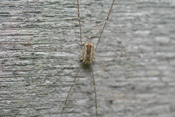 Bir Örümceğin Yakın Çekimi — Stok fotoğraf