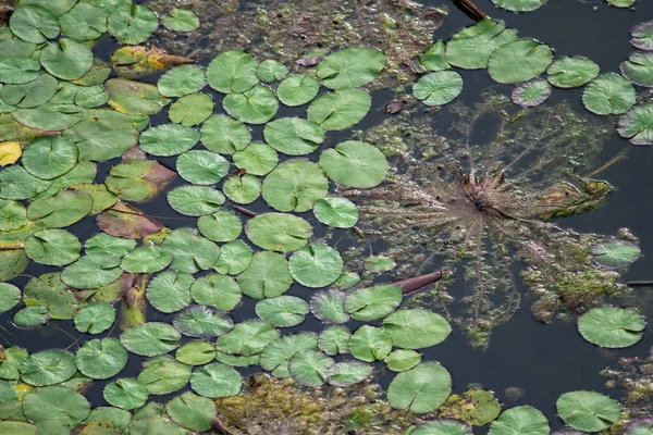 海藻と蓮の葉を持つ沼の表面のクローズアップショット — ストック写真