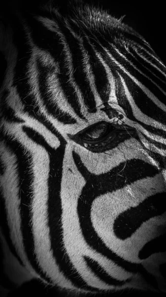 Close Rosto Zebra Preto Branco — Fotografia de Stock