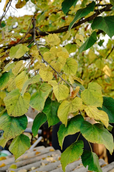 Plan Vertical Feuilles Jaunies Sur Les Branches Des Arbres Extérieur — Photo