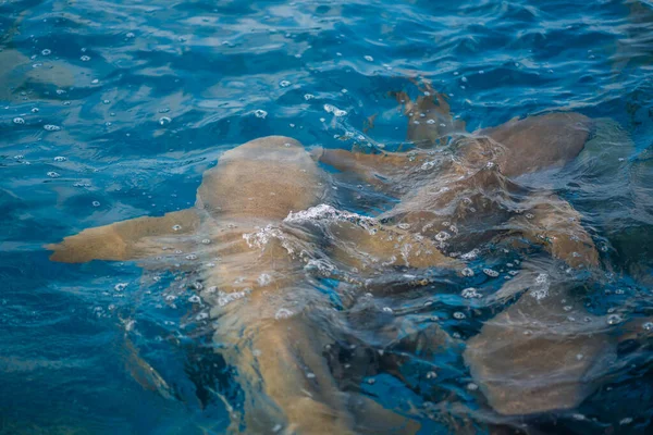 Primer Plano Los Tiburones Nadando Cerca Superficie Del Agua Las —  Fotos de Stock