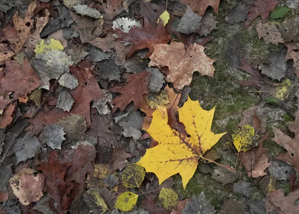 Прекрасна Сцена Осіннього Лісу Барвисте Опале Листя — стокове фото