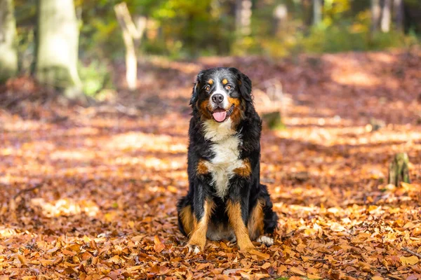 Bir Sonbahar Ormanında Sevimli Bir Bernese Dağı Köpeği — Stok fotoğraf