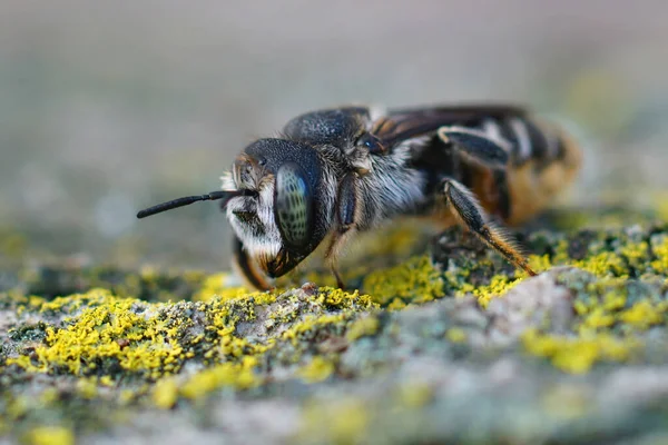 Primer Plano Facial Una Abeja Leñadora Cola Dorada Liturgus Chrysurus —  Fotos de Stock