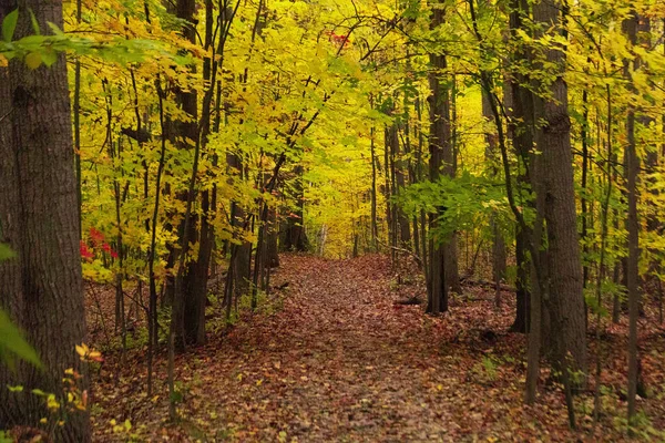 Krásná Scéna Podzimního Lesního Výhledu Pestrobarevného Spadaného Listí — Stock fotografie