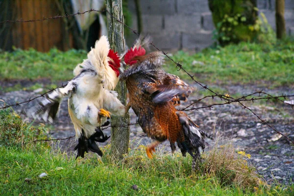 Twee Hanen Vechtend Een Veld — Stockfoto