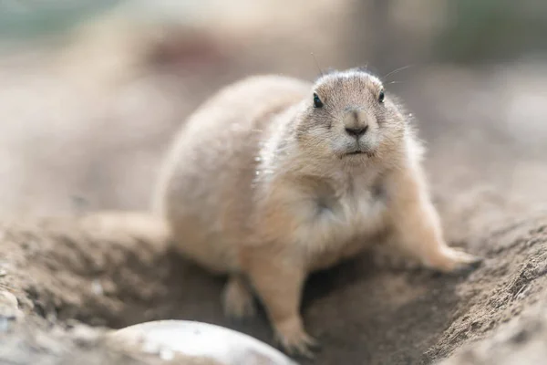 Ένα Κοντινό Πλάνο Ενός Marmot — Φωτογραφία Αρχείου
