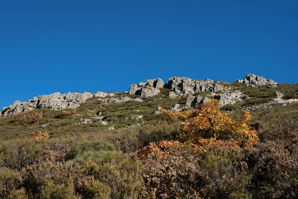 Ein Landschaftsbild Von Sträuchern Herbst Puerto Quesera Segovia Kastilien Leon — Stockfoto