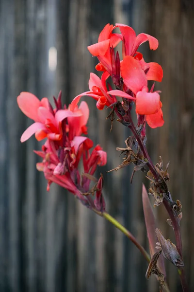 Plan Vertical Canna Indica Rouge Poussant Dans Jardin Avec Fond — Photo