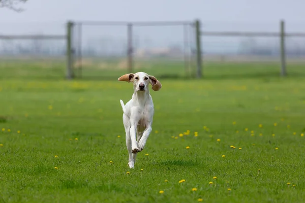 Ένα Σκυλί Κυνηγόσκυλο Porcelaine Παίζει Ένα Λιβάδι Κατά Διάρκεια Της — Φωτογραφία Αρχείου