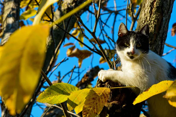 Tiro Perto Gato Árvore — Fotografia de Stock