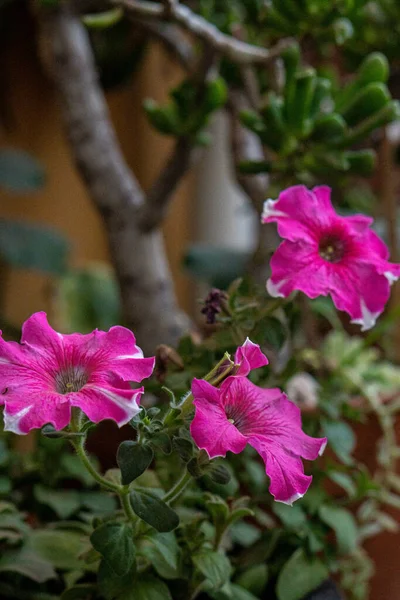 Вертикальний Знімок Рожевих Квітів Петунії Вдень — стокове фото
