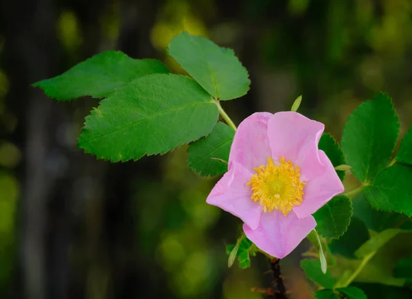 ローザ アルカンサナの閉鎖 草原のバラや野生の草原のバラ — ストック写真
