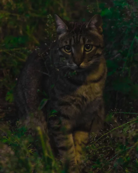 猫在植物中的垂直镜头 — 图库照片