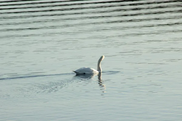 湖中飘扬着美丽的天鹅美景 — 图库照片