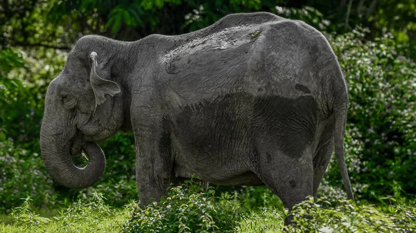 Big Elephant Bush Vegetation — Stock Photo, Image