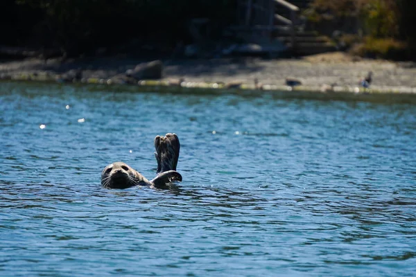 Una Foca Nadando Agua Cerca Orilla —  Fotos de Stock