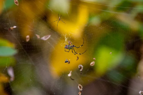 用小蜘蛛和猎物拍摄的蜘蛛网特写 — 图库照片