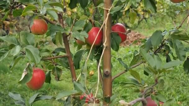 Rode Appels Tuin — Stockvideo