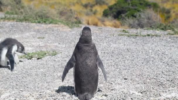 Kudde Pinguïns Het Strand — Stockvideo