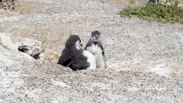 海滩上的一群企鹅 — 图库视频影像