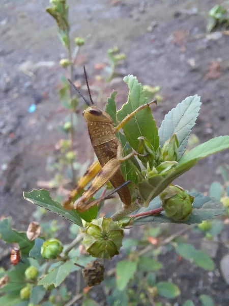 A vertical shot of a cricket on a green plant