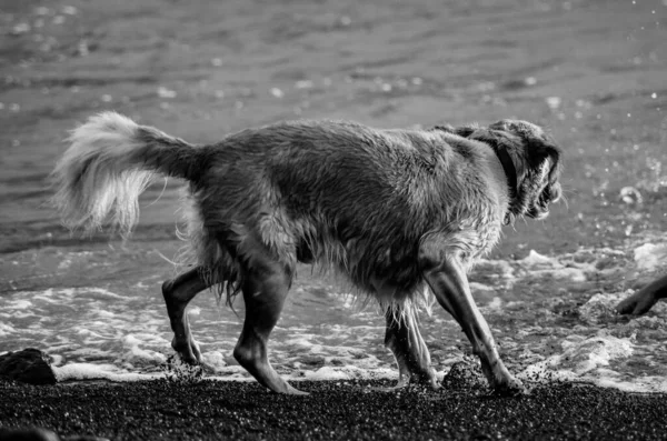 海滩上一只金毛猎犬的灰白色照片 — 图库照片