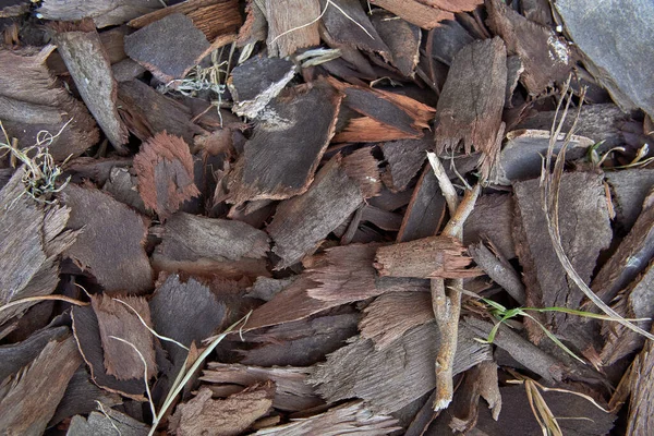 나무껍질 나무껍질을 클로즈업 — 스톡 사진