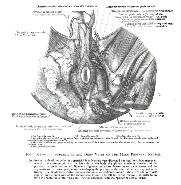 Vintagea Valkoinen Takaisin Kirja 19Th Century Anatomian Oppikirja Valkoinen Tausta — kuvapankkivalokuva
